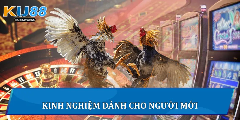 Đá Gà Đòn Trực Tiếp Trải Nghiệm Đỉnh Cao Đá Gà Tại Ku88 Kinh nghiệm dành cho người mới