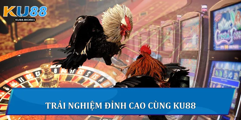 Đá Gà Trực Tiếp C1 - Đấu Trường Kịch Tính Đỉnh Cao Tại Ku88 Trải nghiệm đỉnh cao cùng Ku88